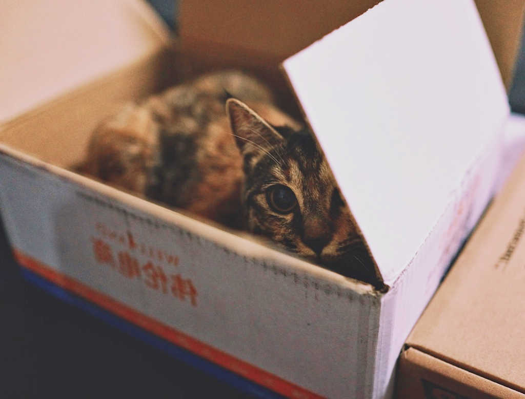 gato metido en una caja