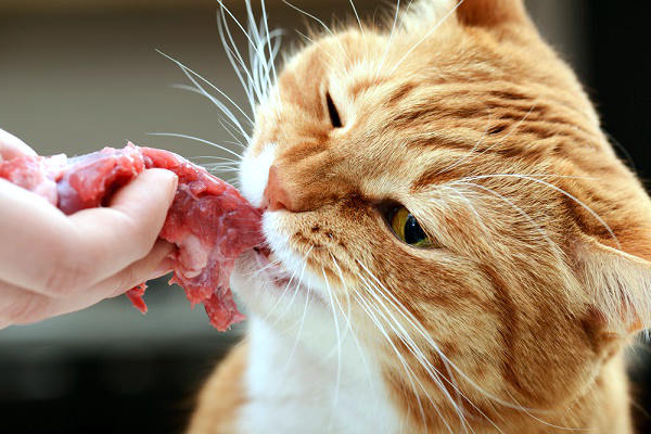 Gato comiendo carne cruda