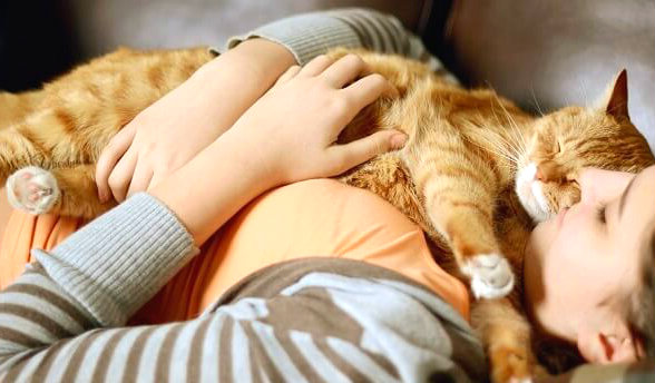 Clínica colchón Querido ▷ ¿Por qué a mi gato le gusta dormir conmigo? - 😸ParaGatitos