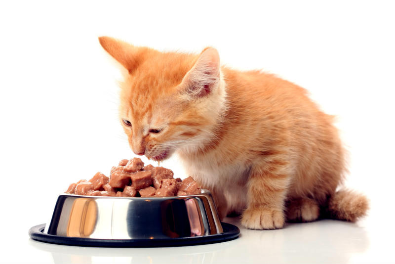 mejor-comida-gatos-diabeticos