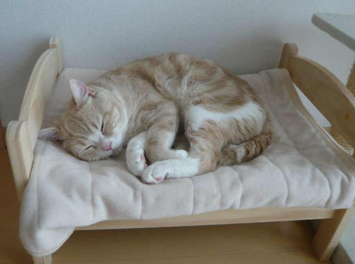 camas para gatos