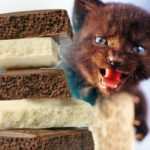 Los gatos no deben comer chocolate