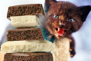 Los gatos no deben comer chocolate