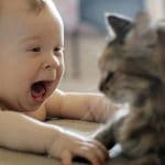 gatos y bebés: feliz convivencia