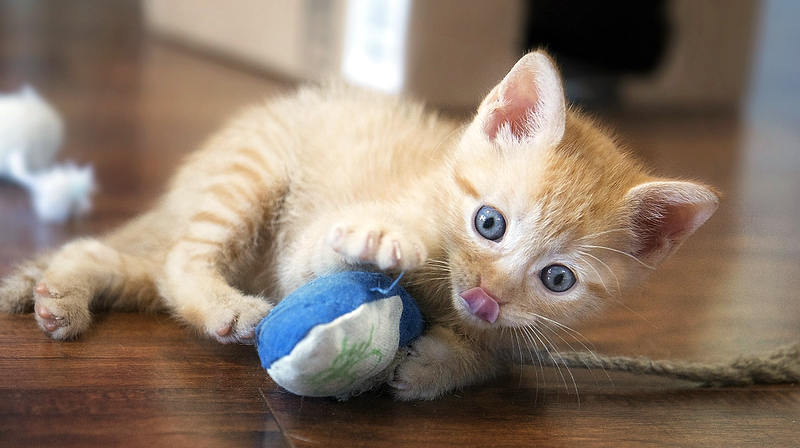 gatito con su juguete