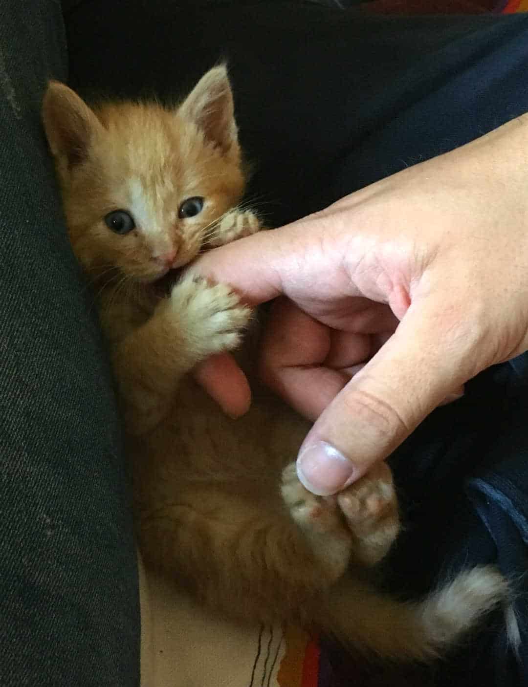 gatito mordiendo dedo