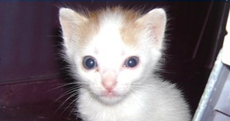 ojos infectados gatito