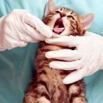 cuidado dental gatos