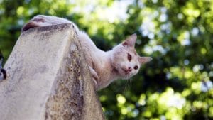 ¿Por qué a los gatos les gustan las alturas?