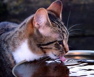 cuanta-agua-tienen-que-beber-los-gatos
