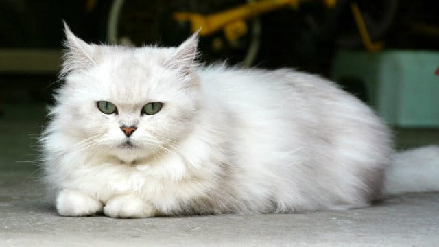 gato chinchilla
