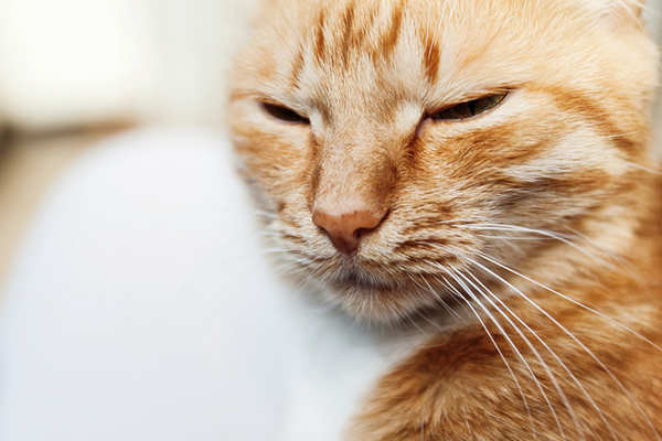 FALSO Baya Significado ▷ 7 Consejos para vivir con un gato ciego - 😸ParaGatitos