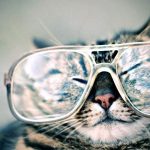 gato con gafas