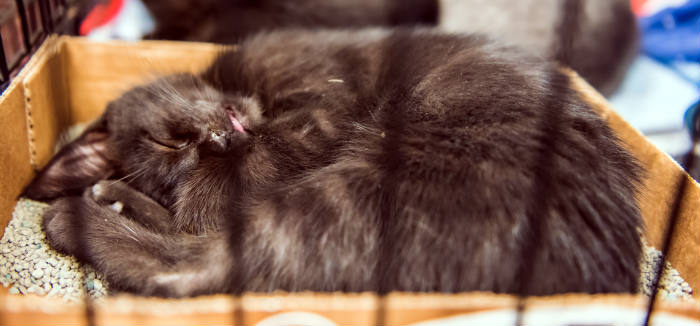 gato durmiendo en arenero
