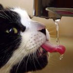 cuanto sobrevive un gato sin agua