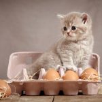 los gatos pueden comer huevo