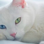 heterocromia-en-gatos