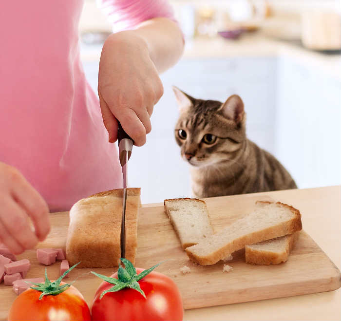 gatos y pan