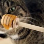pueden los gatos comer miel
