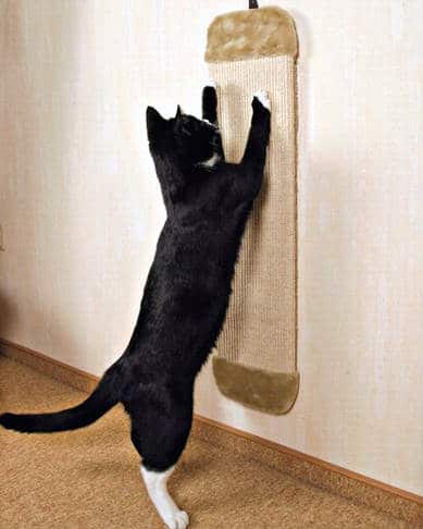 rascador de pared para gatos