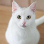 razas de gatos blancos