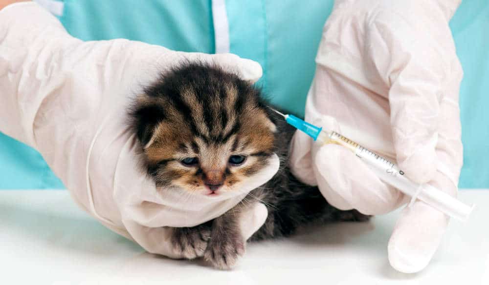 vacunas-para-gatitos